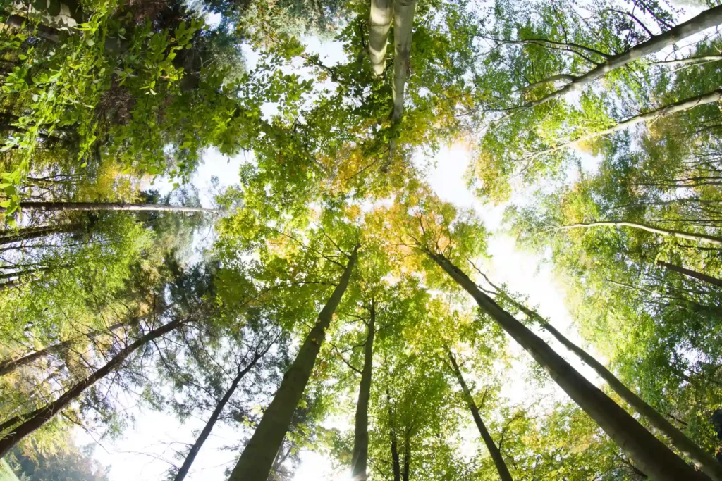 tree tops at camping la chenaie under a beautiful summer sun